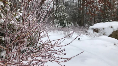 Winter outlook for 2025-2026 in Southern New England