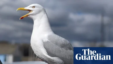 Worth a shout? Yelling is best way to deter gulls, UK study suggests | Animal behaviour