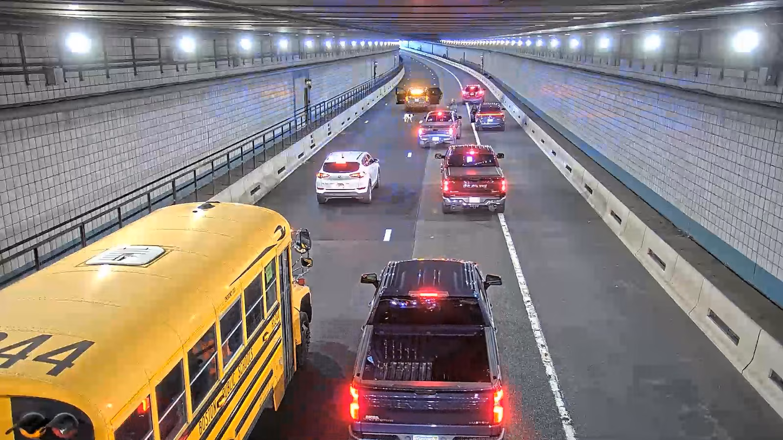 Wrong-way rover: Dog is rescued from a busy Boston tunnel during rush hour