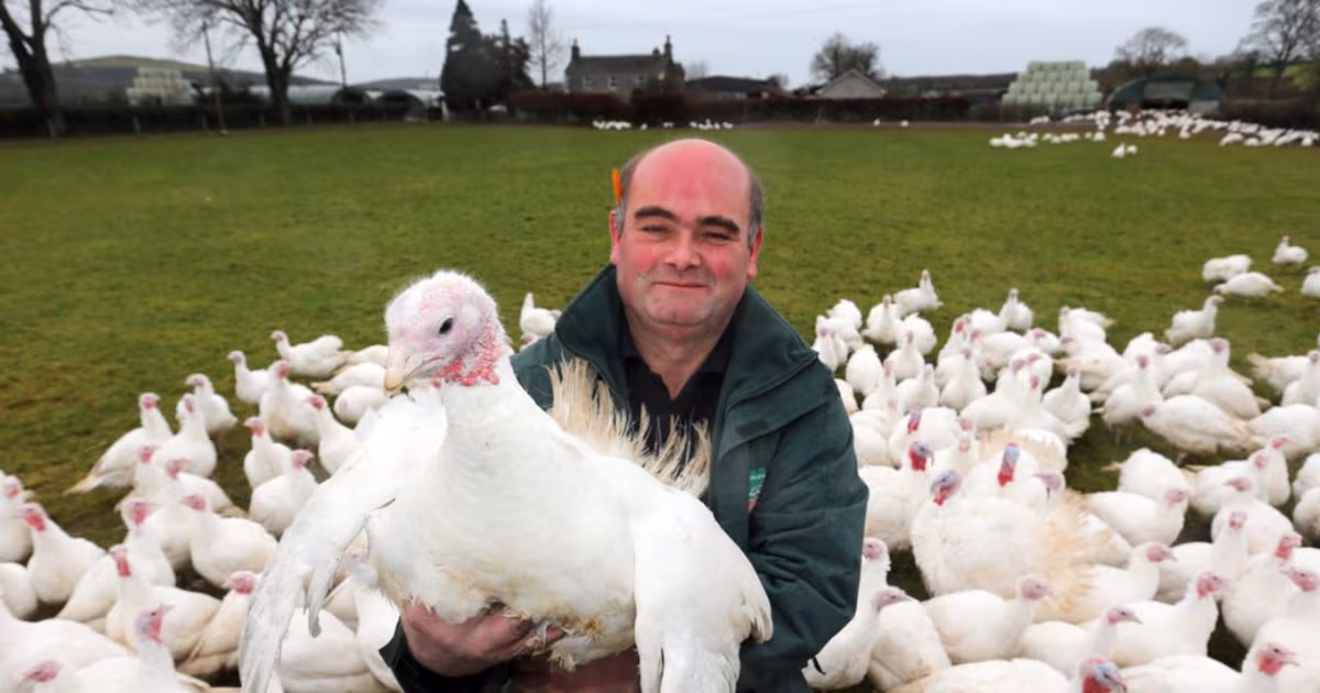 ‘Batten down the hatches’: Turkey farmers worry amid bird flu outbreaks