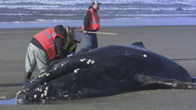 ‘Difficult decision’: Beached whale euthanized in Yachats