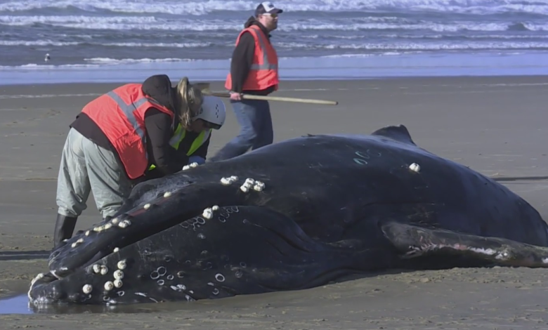 ‘Difficult decision’: Beached whale euthanized in Yachats