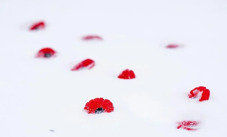 ‘It’s about all of us’: Armed Forces, veterans gather for Remembrance Day in Montreal