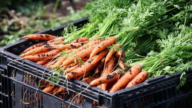 ‘Scraping by:’ Minnesota families struggle to find food options with SNAP benefits soon to run out