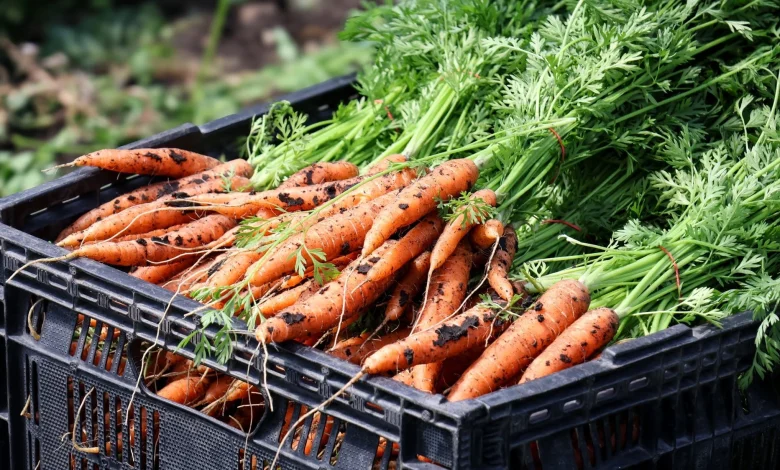 ‘Scraping by:’ Minnesota families struggle to find food options with SNAP benefits soon to run out