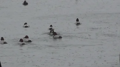 [날씨] 주말 밤사이 가을비...수능일 강추위 없지만 일교차 커