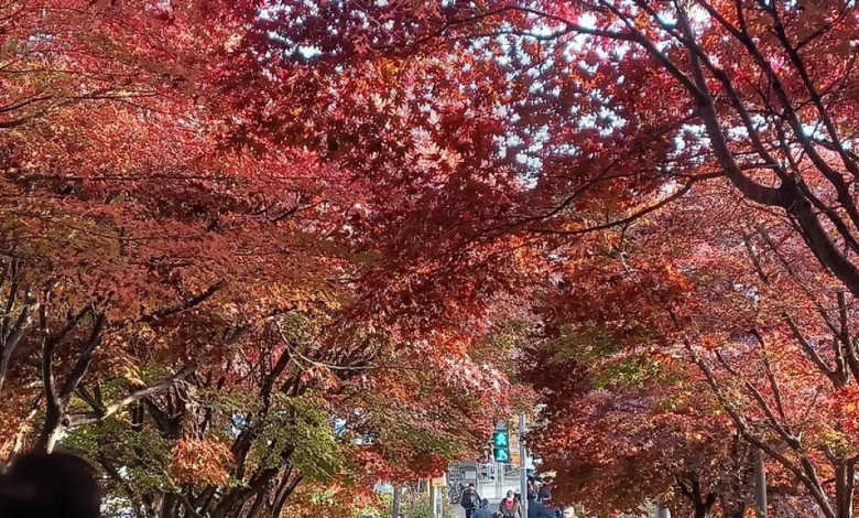 전국 최대 20㎜ 가을비, 그친 뒤 미세먼지…동해안은 계속 '건조' (종합)