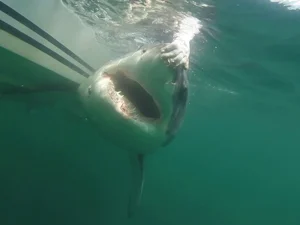 12-foot great white shark ‘Ernst’ spotted off Florida coast