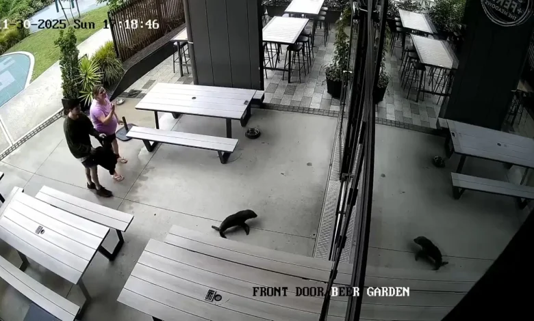 A seal galumphs into a bar. The bartender says ‘Grab the salmon!’