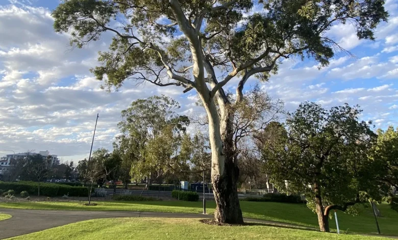 Adelaide weather forecast for Monday December 15 and the days ahead