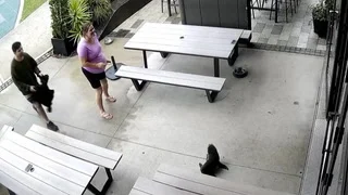 Adorable moment baby seal gatecrashes New Zealand bar