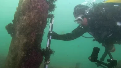 Archaeology breakthrough: Divers stunned as massive 7,000-year-old 'sunken city' discovered miles off French coast