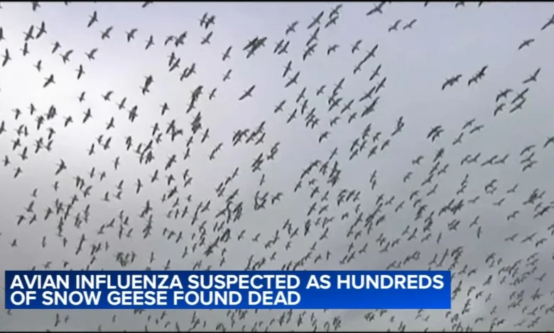 Avian flu suspected in deaths of hundreds of snow geese at Northampton County, Pa. quarry