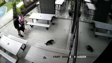 Baby seal waddles into New Zealand bar and heads to the bathroom: "Everyone was in shock"