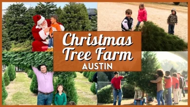Best Christmas Tree Farm Austin Guide (2025 Update)