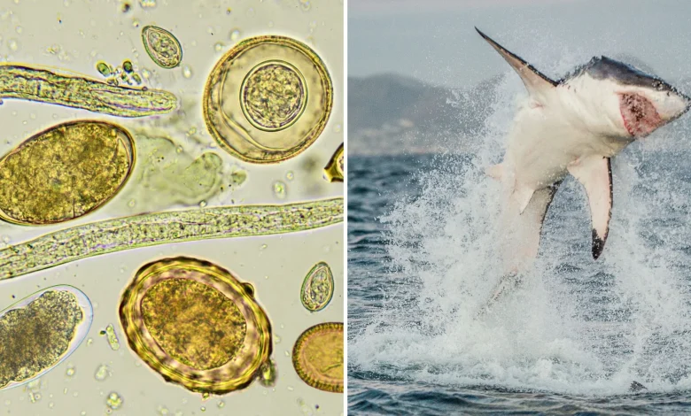 Beyond teeth and terror: what we don’t know about great white sharks may matter most