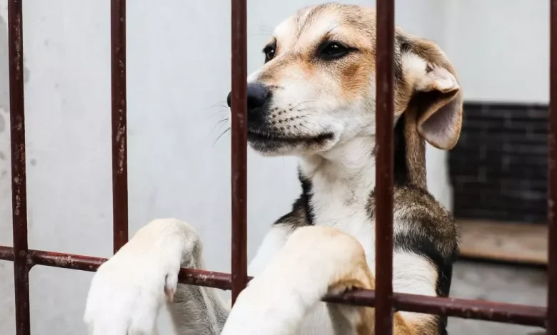 Bid to ban cruel puppy farms as charities struggle to care for thousands of dogs