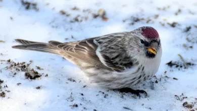 Birdfeeding season begins with ‘irruption’ forecast; annual bird count is Dec. 26
