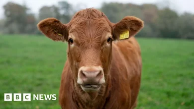 Bluetongue: More than 40 suspected cases of bluetongue virus in NI