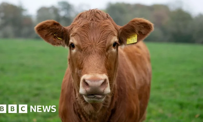 Bluetongue: More than 40 suspected cases of bluetongue virus in NI