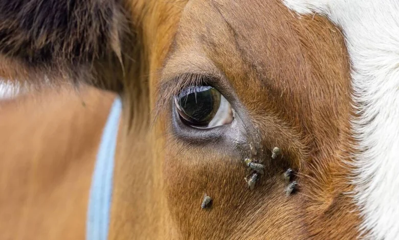 Bluetongue cases suspected on fourth Northern Ireland farm
