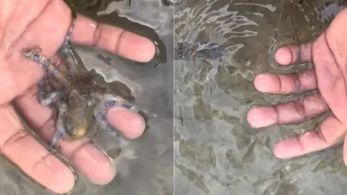 British Tourist Unknowingly Handles One Of The World's Deadliest Creatures In Philippines