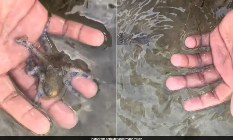 British Tourist Unknowingly Handles One Of The World's Deadliest Creatures In Philippines