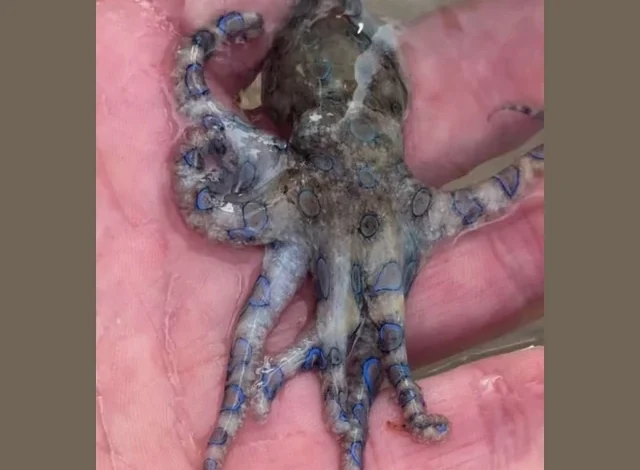 British tourist films brush with death after handling deadly blue-ringed octopus