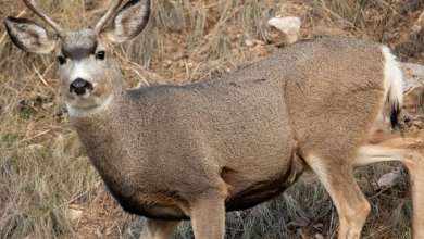CWD detected in new Wyoming hunt area