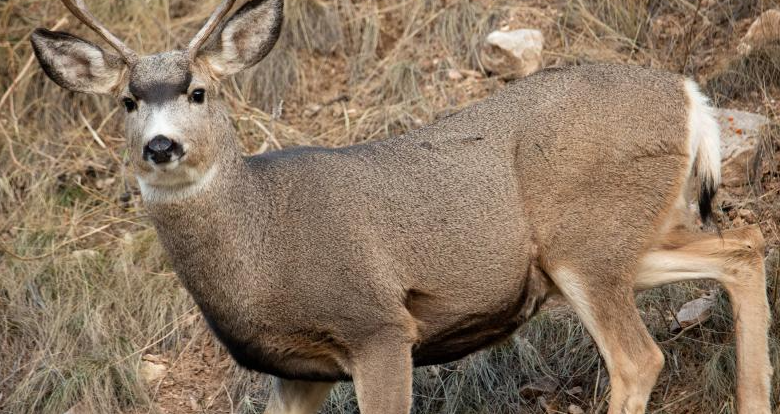CWD detected in new Wyoming hunt area