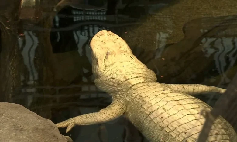 Cal Academy announces beloved Claude the albino alligator has died at 30