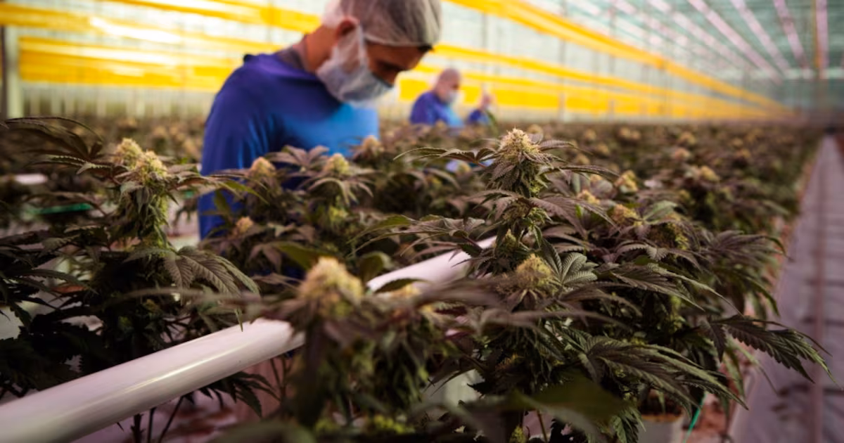 Cannabis stocks climb after Trump signs order to ease curbs on marijuana