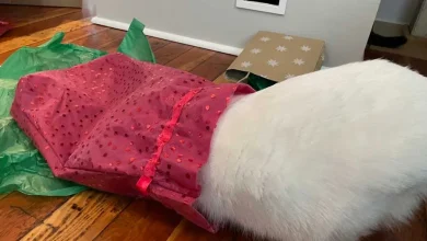 Catty Corner: For cats, every day is Boxing Day