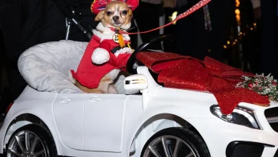 Christmas Island Style Canine Pet Parade