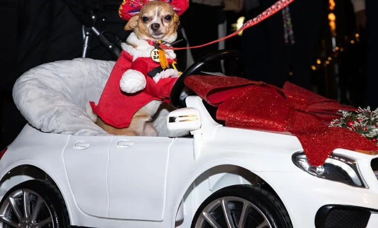 Christmas Island Style Canine Pet Parade