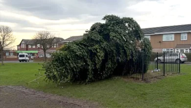 Christmas tree chopped down hours after lights switch-on