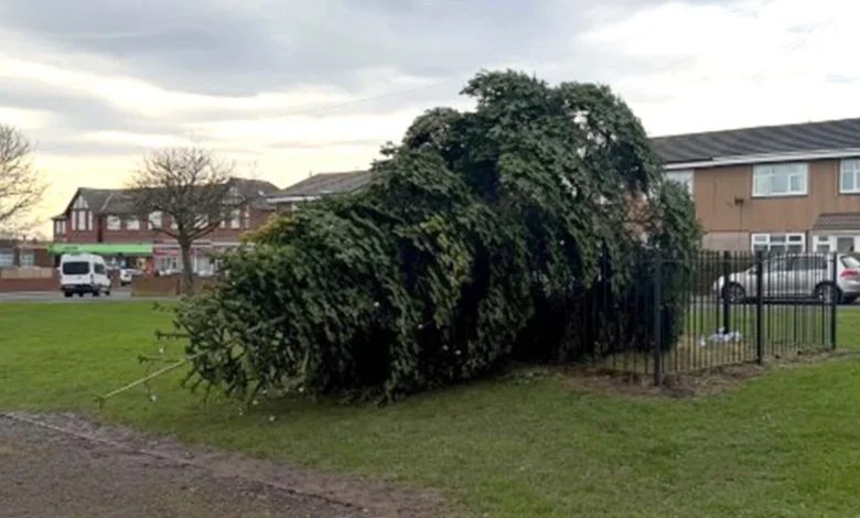 Christmas tree chopped down hours after lights switch-on