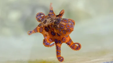 City of Albany issue public warning after deadly blue-ringed octopus sighted near Emu Point