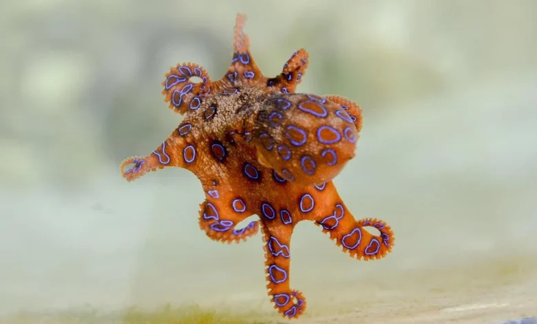 City of Albany issue public warning after deadly blue-ringed octopus sighted near Emu Point