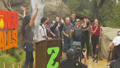 Congo Falls brings world's largest gorilla exhibit to the San Antonio Zoo!