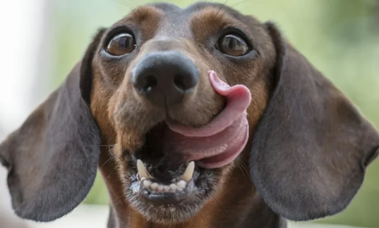 Consumers complain of plastic in dog food; recall initiated