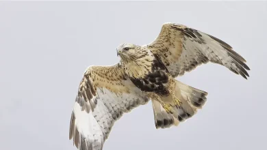 Cool Critters: This cold-loving bird wears the pants in the family