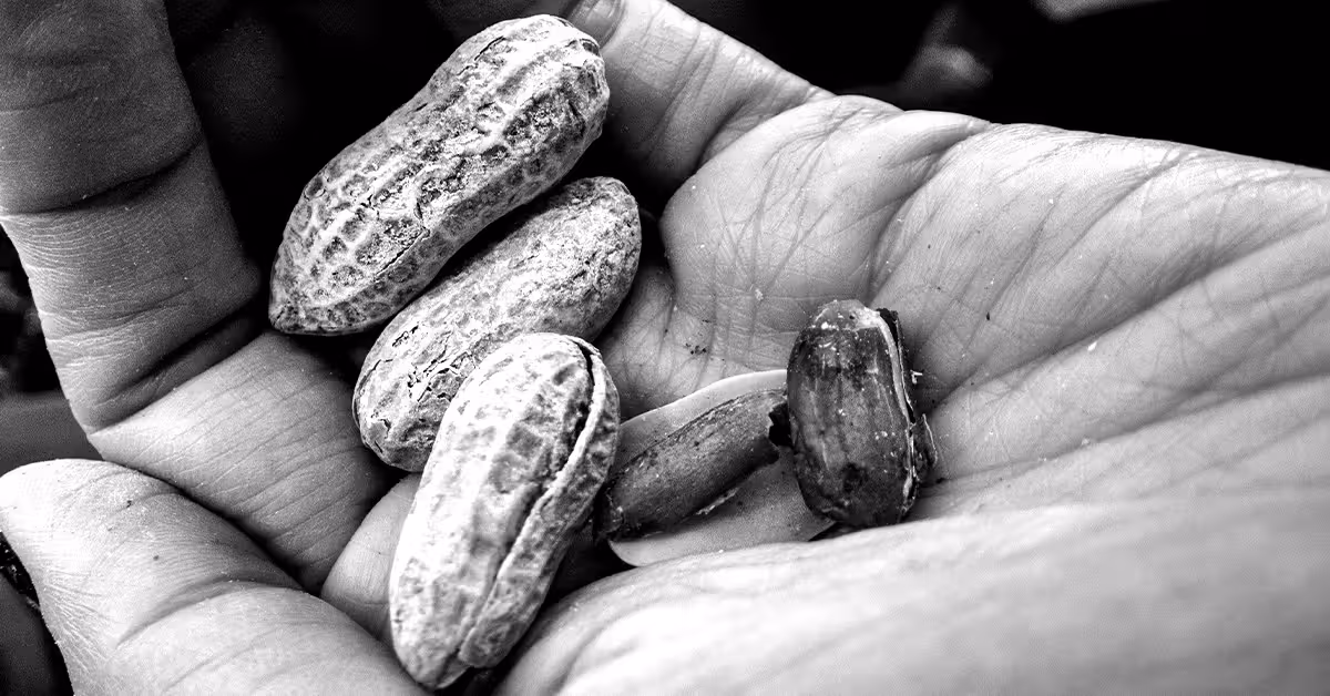 Could peanuts help keep the aging brain healthy?