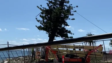 Council defends tree removal amid seawall construction