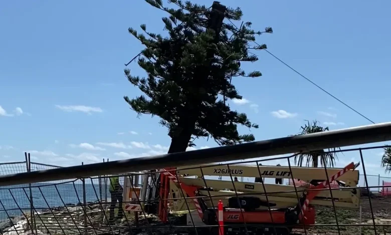 Council defends tree removal amid seawall construction