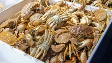 Crabes malgaches : les exportations haussent de 10 %