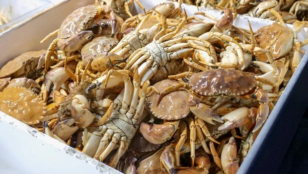 Crabes malgaches : les exportations haussent de 10 %