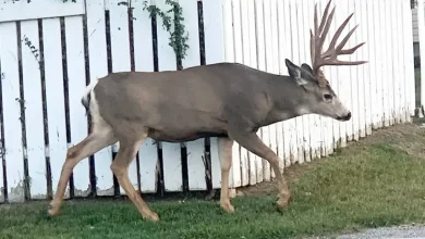 Cranbrook issues regulation reminders ahead of January deer hunt