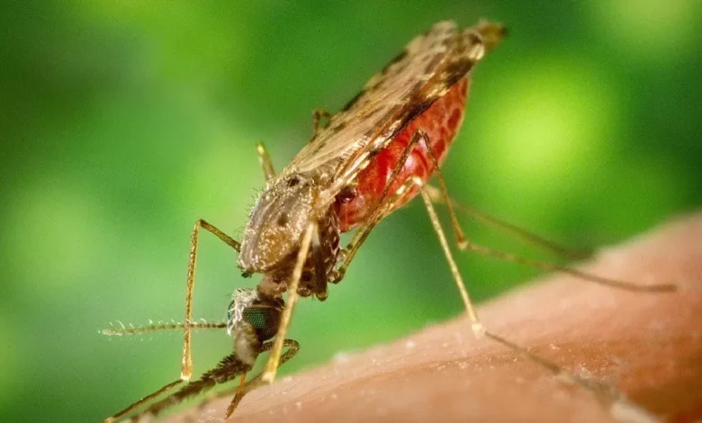 Cuba renforce ses mesures sanitaires alors que la région s’inquiète des moustiques