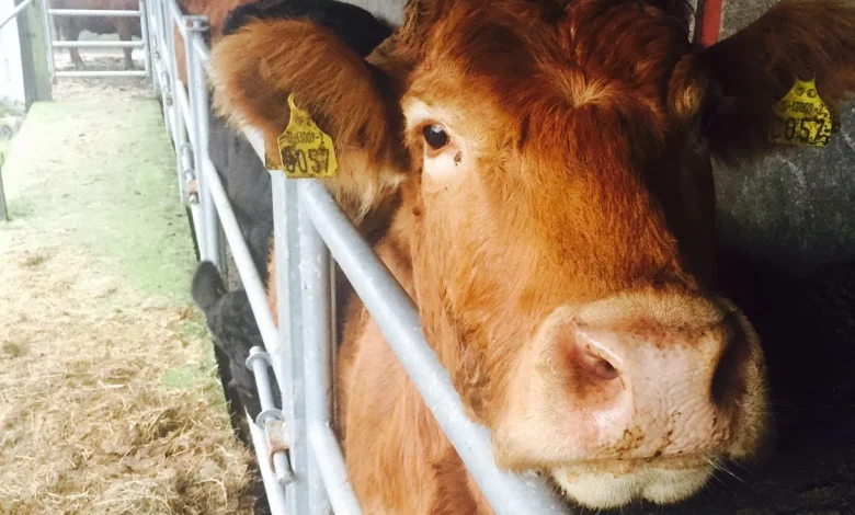 DAERA: Suspected bluetongue in 44 cattle on affected farm